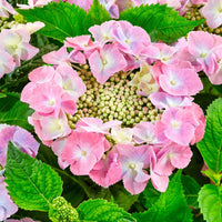 Hortensia Hydrangea 'Teller' Rose - Arbustes à fleurs