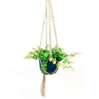 Aeschynanthus Rouge-Orangé avec suspension macramé et cache-pot bleu - Idées cadeaux