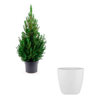 Picea glauca vert avec cache-pot blanc  - Mini sapin de Noël - Caractéristiques des plantes