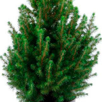 Picea glauca vert avec cache-pot blanc  - Mini sapin de Noël - Arbres