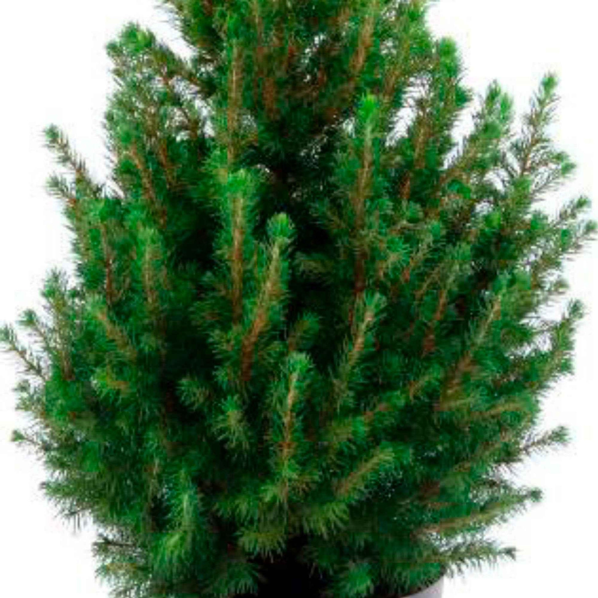Picea glauca vert avec cache-pot blanc  - Mini sapin de Noël - Arbres et haies