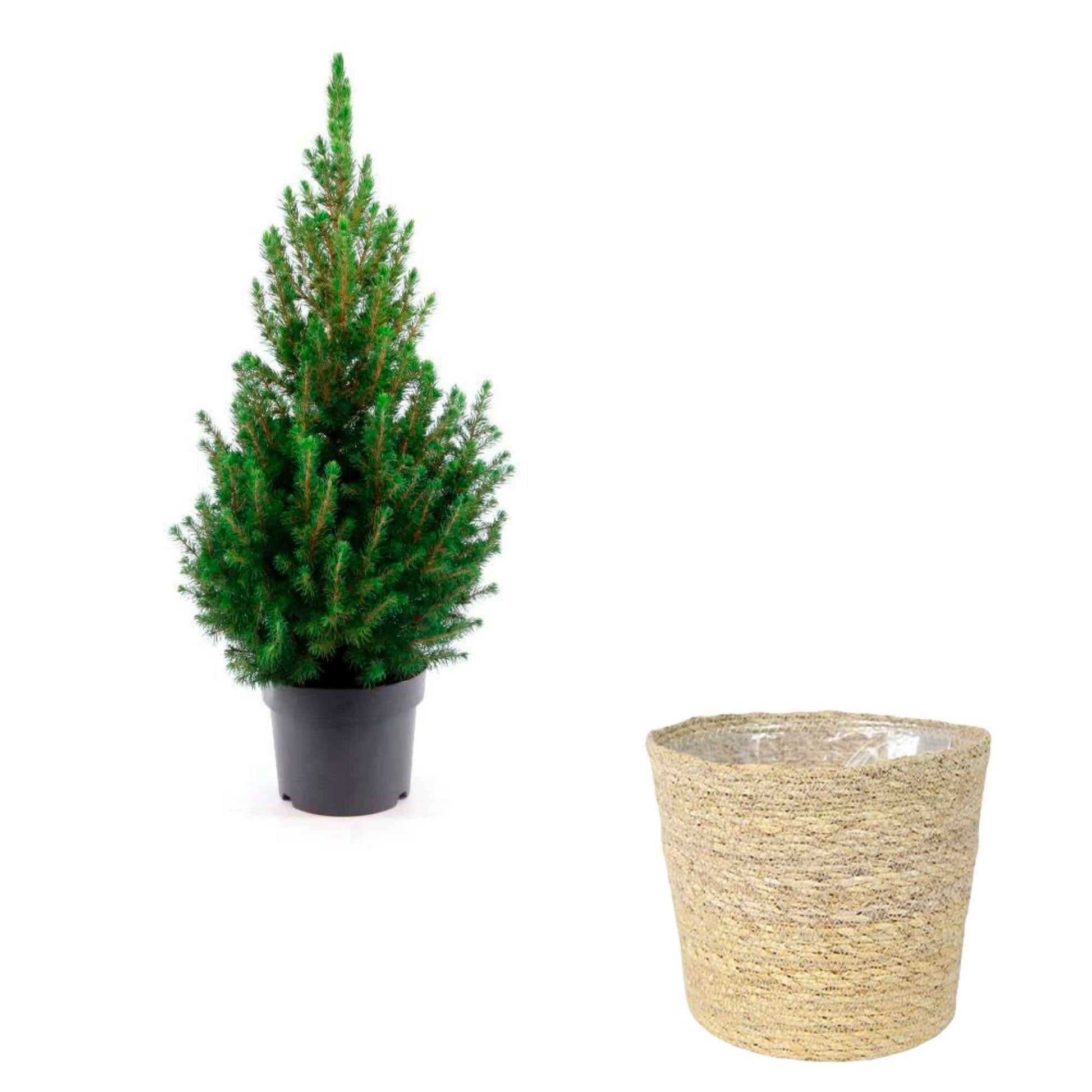Picea glauca vert avec panier crème  - Mini sapin de Noël - Caractéristiques des plantes