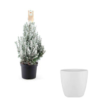 Picea glauca vert-blanc enneigé avec cache-pot blanc  - Mini sapin de Noël - Caractéristiques des plantes