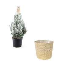 Picea glauca vert-blanc enneigé avec panier crème  - Mini sapin de Noël - Caractéristiques des plantes