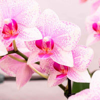 Orchidée papillon Phalaenopsis 'Rotterdam' Rose - Plantes d'intérieur