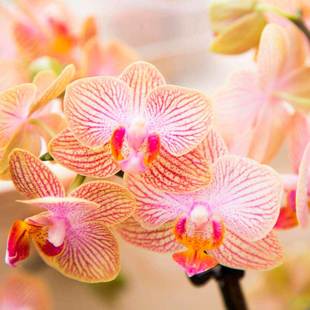Orchidée papillon Phalaenopsis 'Trento' Orangé - Orchidées