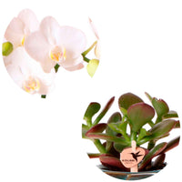 1x Orchidée Phalaenopsis + 1x Succulente Crassula - blanc-vert avec cache-pots verts - Ensembles de plantes d'intérieur