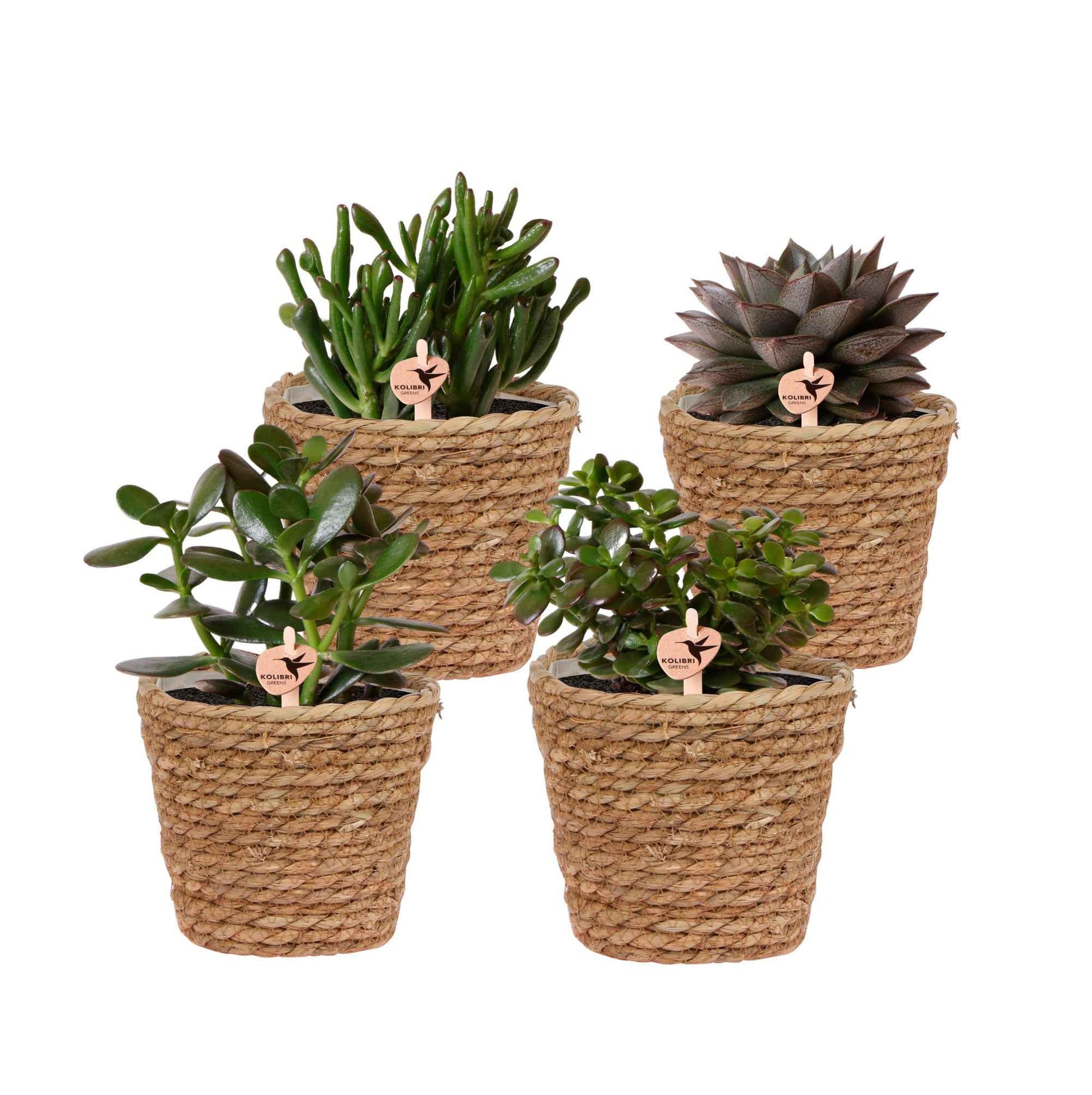 4x Succulente - Ensemble vert avec paniers - Ensembles de plantes d'intérieur
