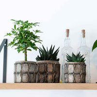 3x Succulente - Ensemble vert avec cache-pots + porte-plantes en bois - Ensembles de plantes d'intérieur
