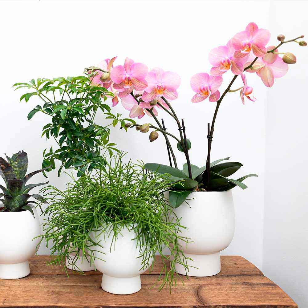 2x Succulente - Ensemble vert avec cache-pots blancs - Ensembles de plantes d'intérieur