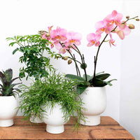 2x Succulente - Ensemble vert avec cache-pots blancs - Ensembles et compositions
