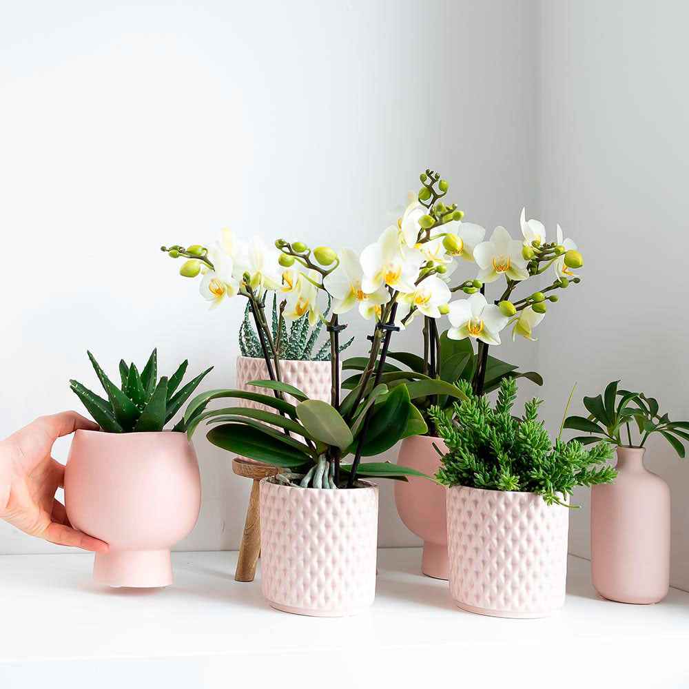 2x Rhipsalis - Ensemble vert avec cache-pots roses - Plantes d'intérieur