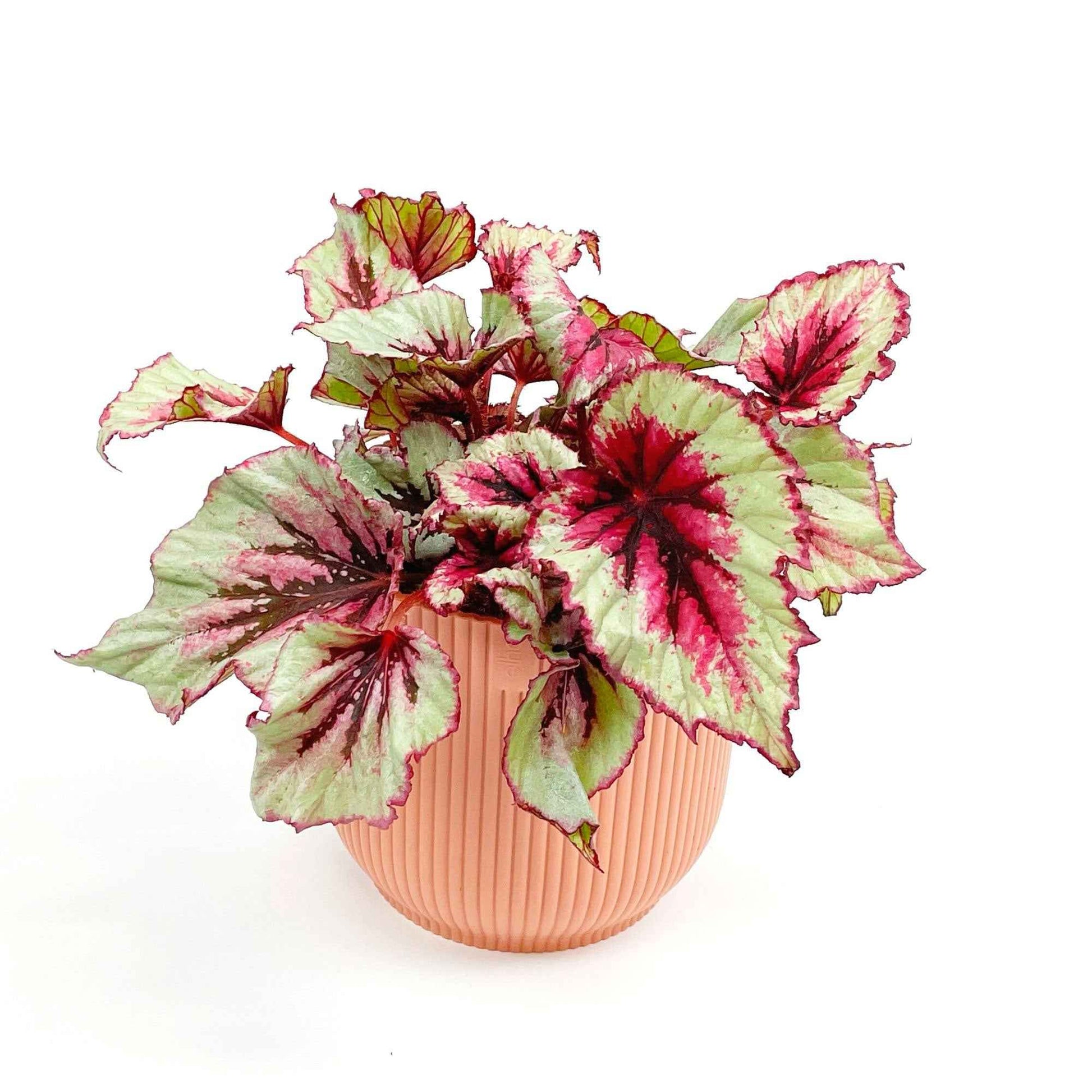 Bégonia Begonia 'Evening Glow' avec pot décoratif - Nouvelles plantes d'intérieur