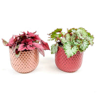 2x Bégonia Begonia - Mélange 'Color Match' vert-rouge avec cache-pots - Plantes d'intérieur