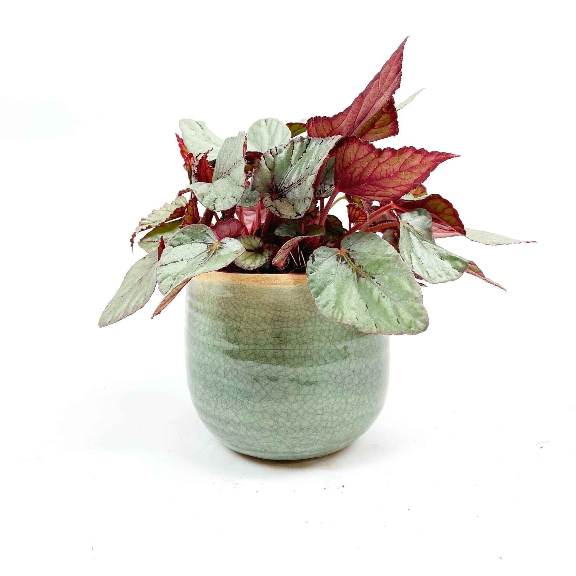 Bégonia Begonia 'Maori Haze' avec pot décoratif - Plantes d'intérieur