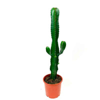 Euphorbe Euphorbia acruensis - 1x hauteur de livraison 60-90 cm, pot de Diamètre 17 cm - Cactus - undefined