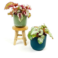 2x Bégonia Begonia - Mélange avec cache-pots vert-bleu et tabouret - Nouvelles plantes d'intérieur