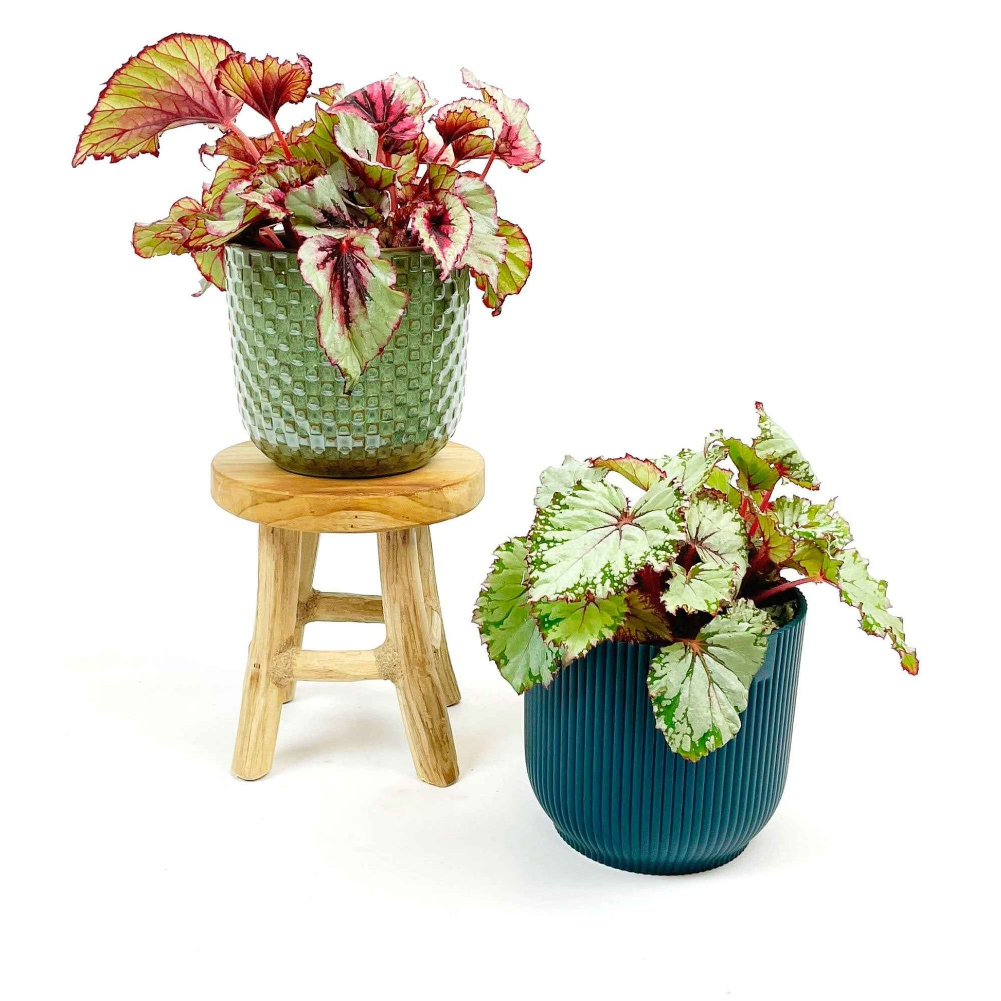 2x Bégonia Begonia - Mélange avec cache-pots vert-bleu et tabouret - Plantes d'intérieur