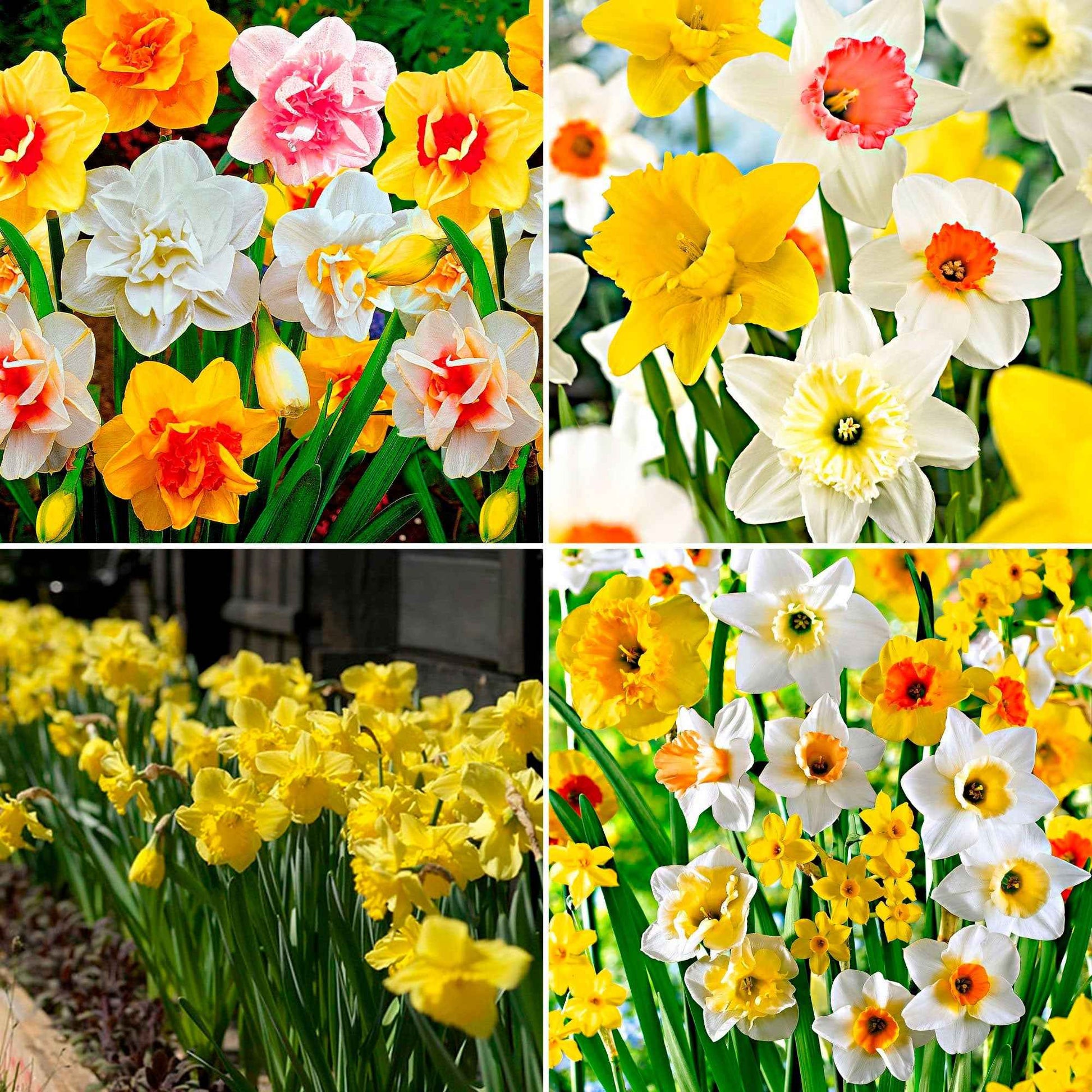 540x Narcisse Narcissus - Mélange multicolore 'Fleurs printanières' - Bulbes de printemps
