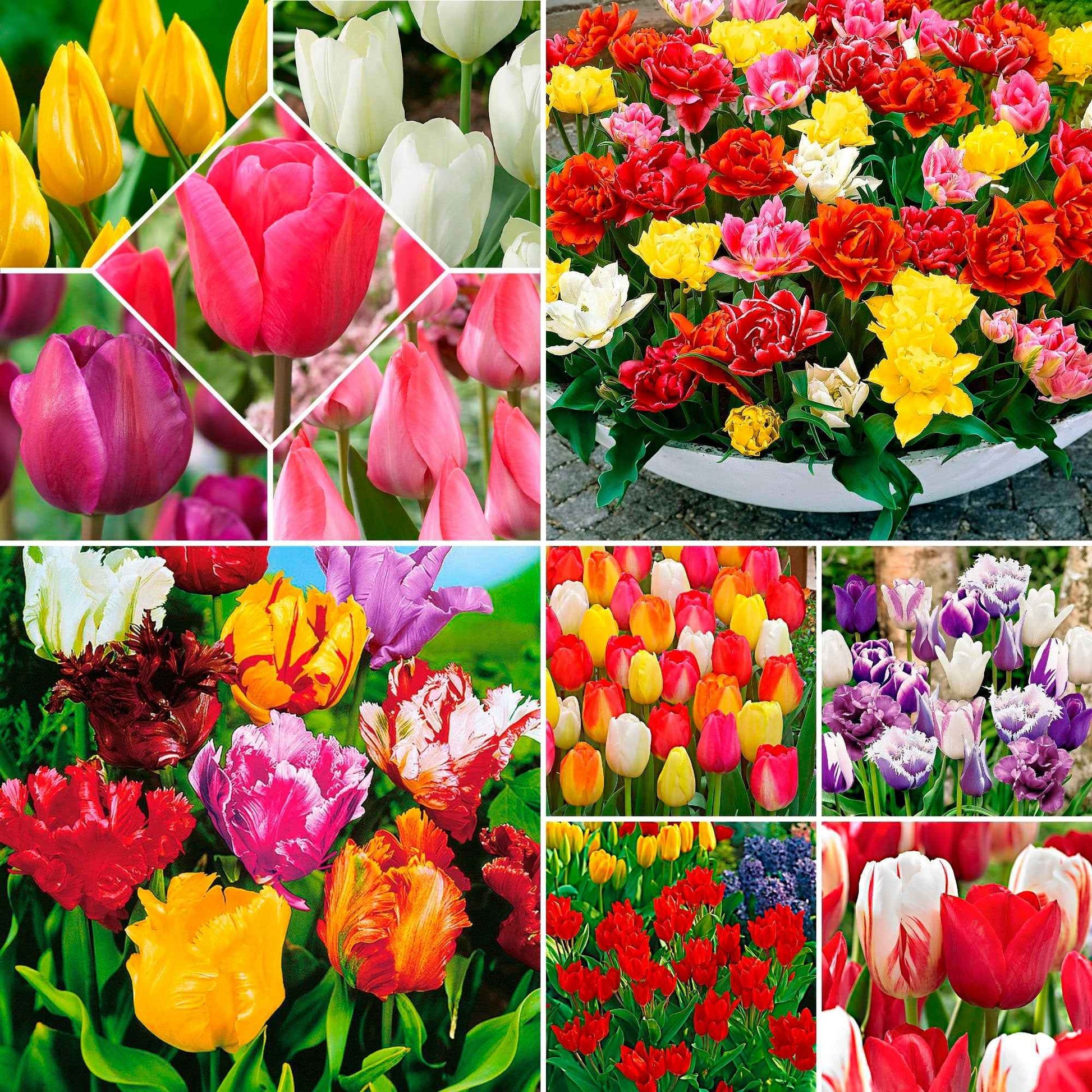 480x Tulipe - Mélange multicolore - Bulbes de fleurs par catégorie