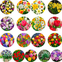 2000x Bulbes à fleurs - Mélange multicolore 'Toutes les couleurs' - Bulbes de fleurs par catégorie