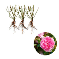 3x Rosier grimpant Rosa 'Ozeana'® Violet  - Plants à racines nues - Espèces de plantes