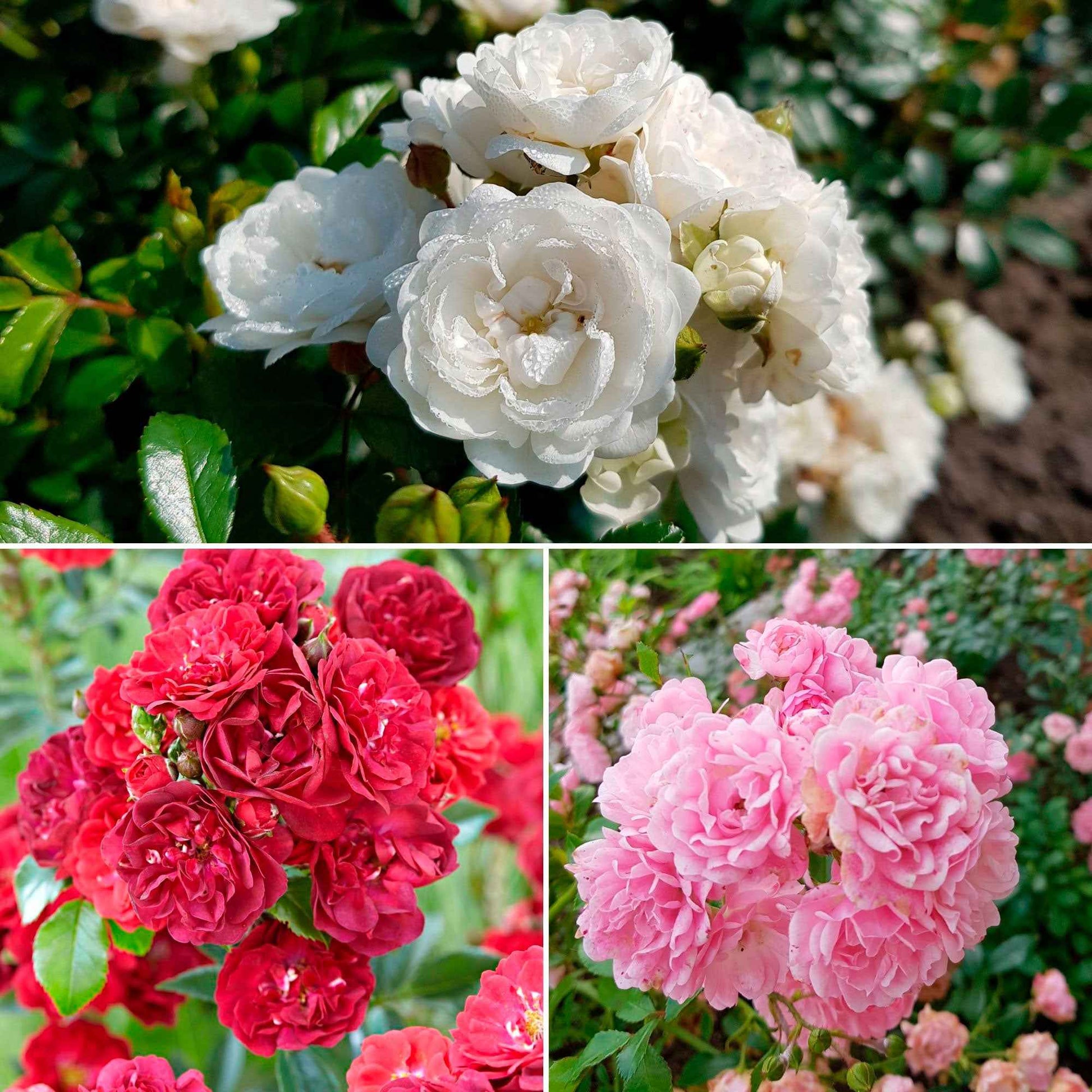 3x Rosier couvre-sol - Mélange 'Couvre-sol' Blanc-Rouge-Rose  - Plants à racines nues - Caractéristiques des plantes