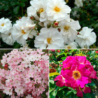 3x Rosier couvre-sol - Mélange 'Aimants à papillons' Blanc-Rose  - Plants à racines nues - Caractéristiques des plantes
