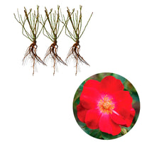 3x Roses Rosa 'Amulet Mella'® Rouge  - Plants à racines nues - Espèces de plantes