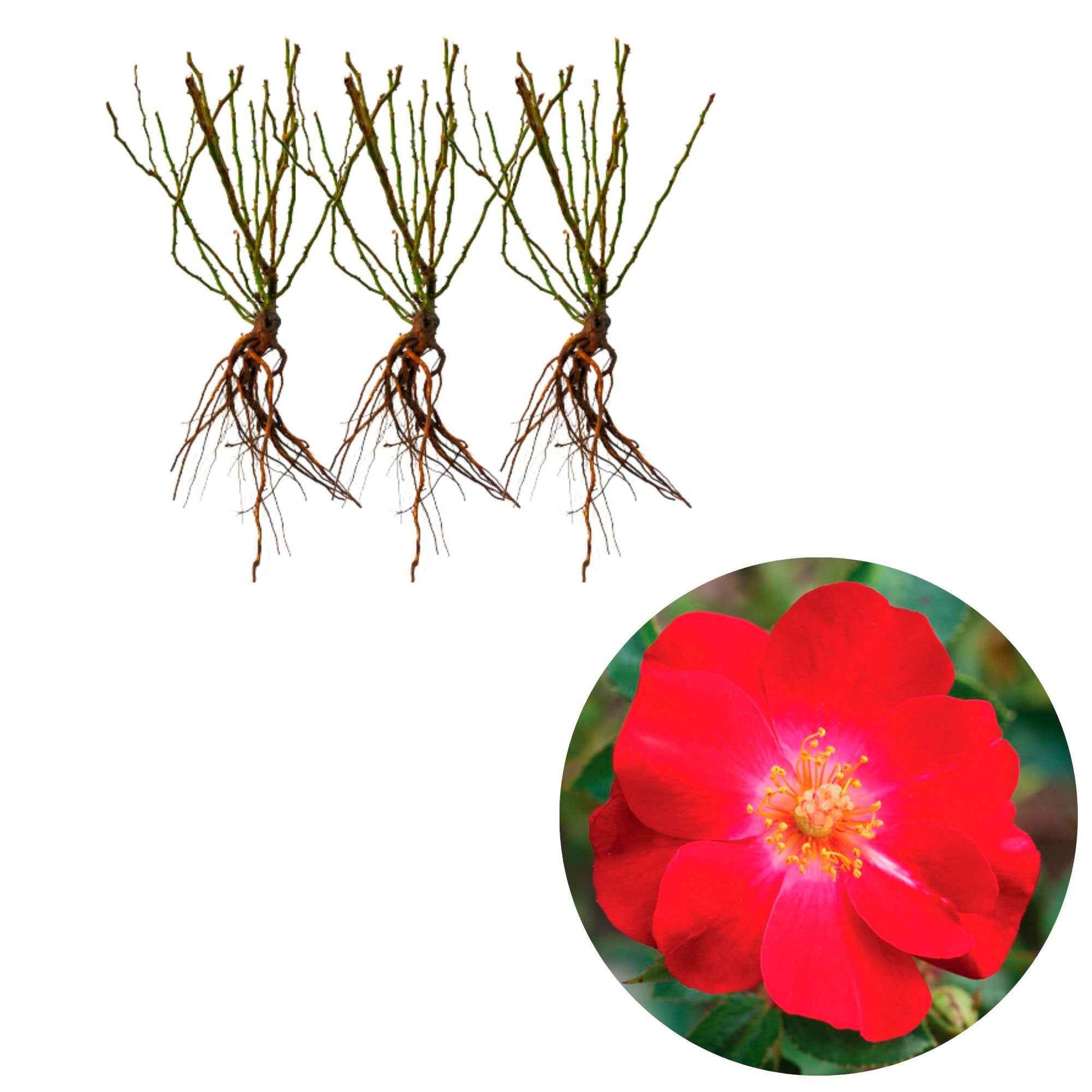 3x Roses Rosa 'Amulet Mella'® Rouge  - Plants à racines nues - Espèces de plantes
