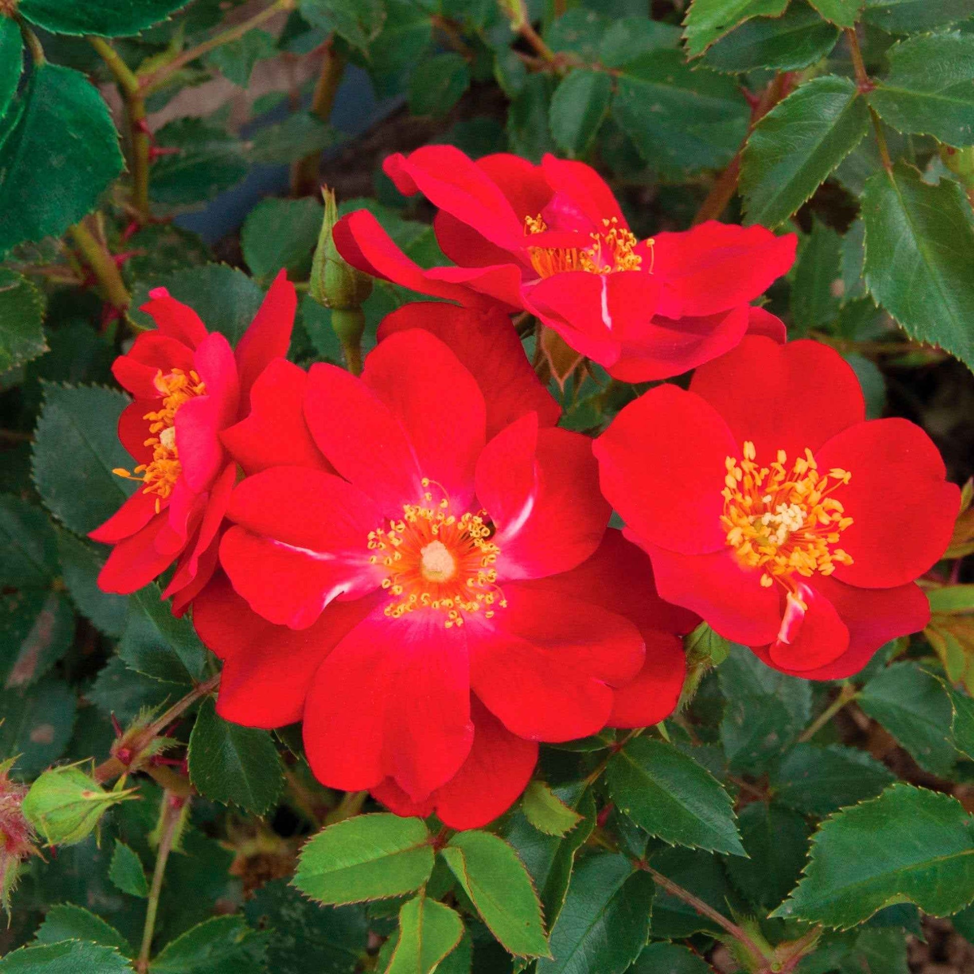 3x Roses Rosa 'Amulet Mella'® Rouge  - Plants à racines nues - Arbustes