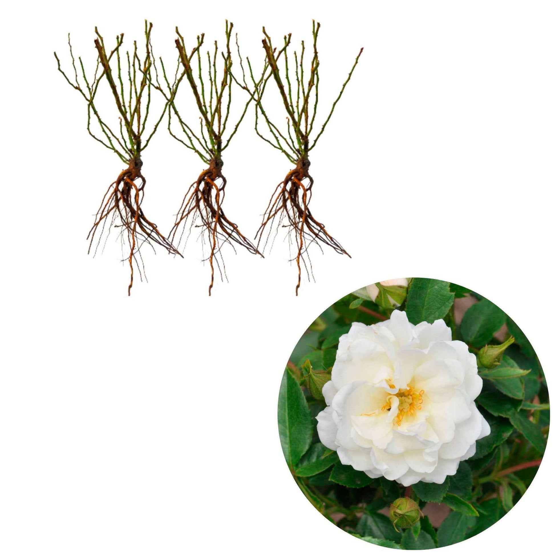 3x Roses Rosa 'Crystal Mella'® Blanc  - Plants à racines nues - Espèces de plantes