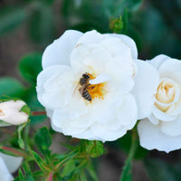 3x Roses Rosa 'Crystal Mella'® Blanc  - Plants à racines nues - Arbustes
