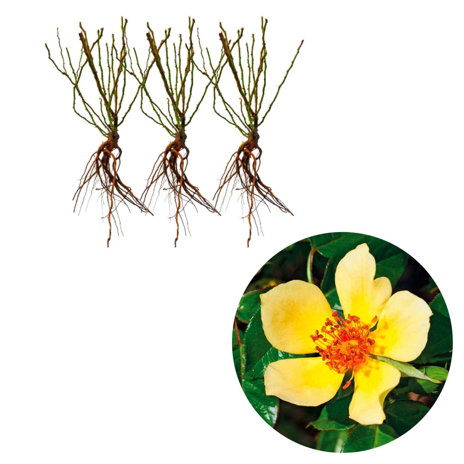 3x Roses Rosa 'Ducat Mella'® Jaune  - Plants à racines nues - Plantes rustiques