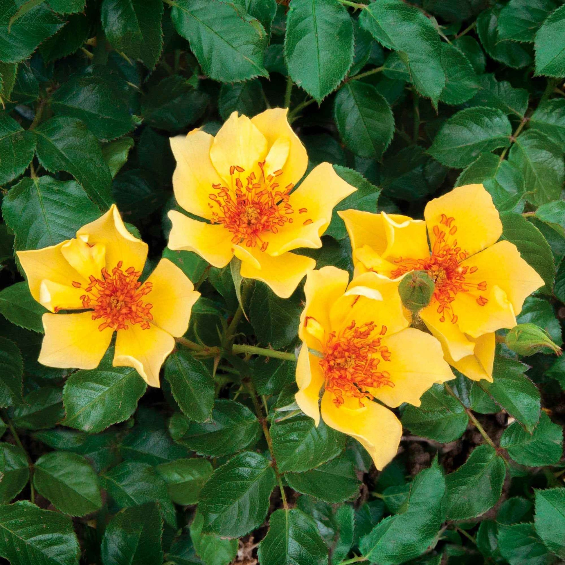3x Roses Rosa 'Ducat Mella'® Jaune  - Plants à racines nues - Caractéristiques des plantes