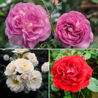 3x Rosier multiflore Rosa - Mélange 'Parfum Généreux'  Orangé-Violet-Blanc  - Plants à racines nues - Caractéristiques des plantes