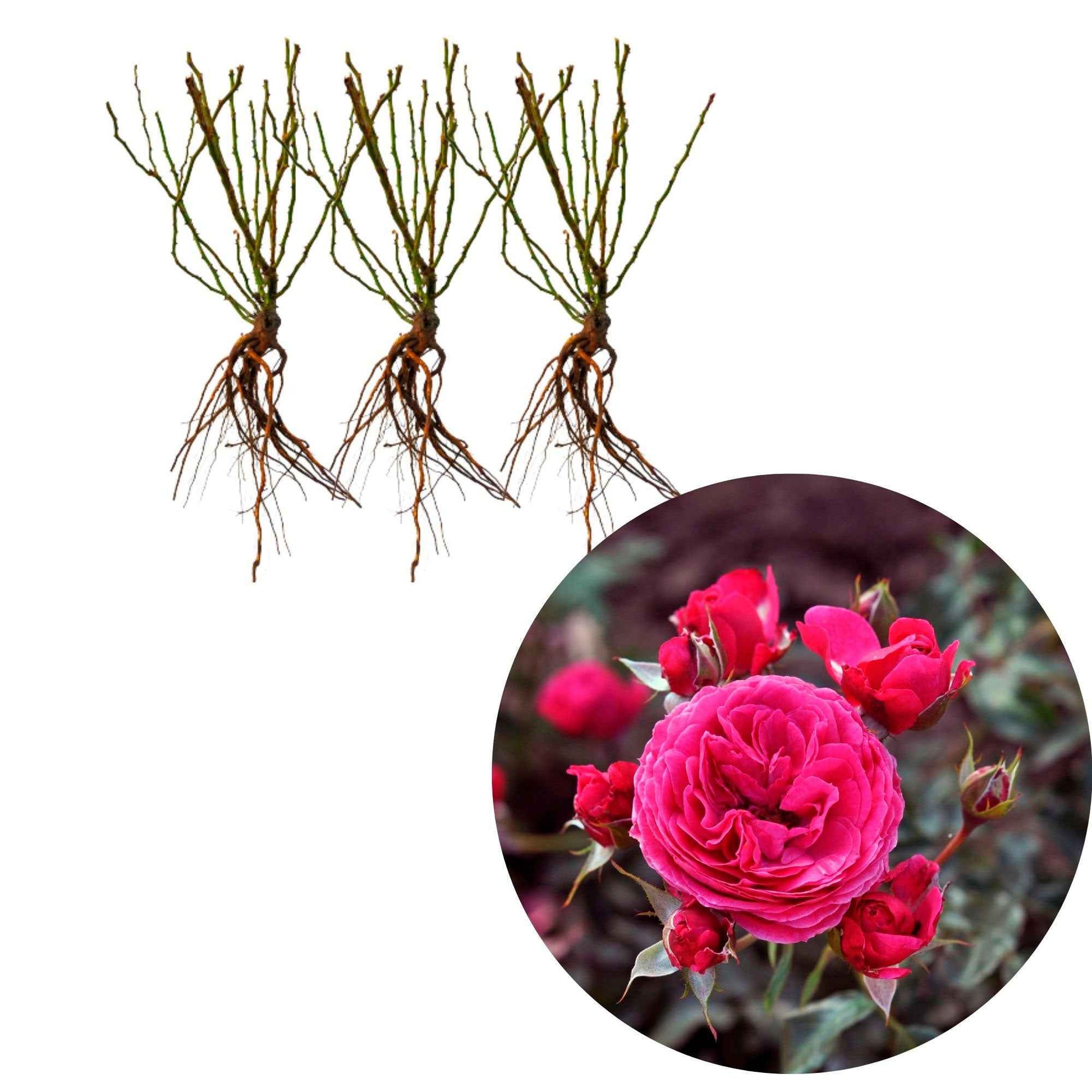 3x Roses Rosa 'Dolce'® Rose  - Plants à racines nues - Plantes d'extérieur