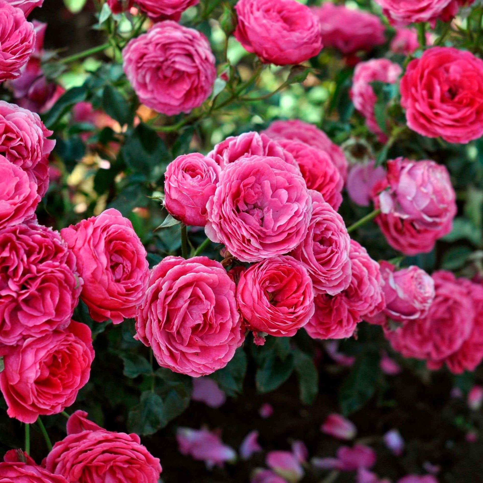 3x Roses Rosa 'Dolce'® Rose  - Plants à racines nues - Caractéristiques des plantes