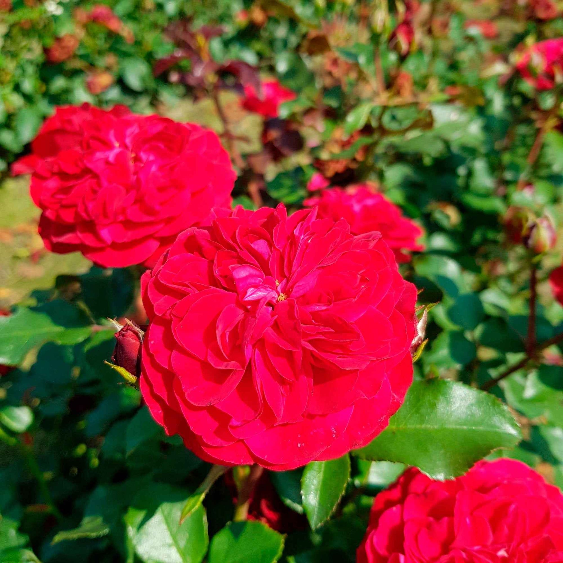 3x Roses Rosa 'Red Meilove'® Rouge  - Plants à racines nues - Caractéristiques des plantes