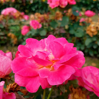 3x Rosier multiflore Rosier Rosa 'Ville de Roeulx'® Rose  - Plants à racines nues - Caractéristiques des plantes