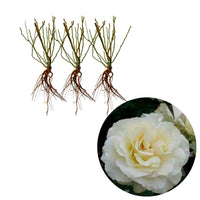 3x Roses 'White Meilove'® Blanc  - Plants à racines nues - Espèces de plantes