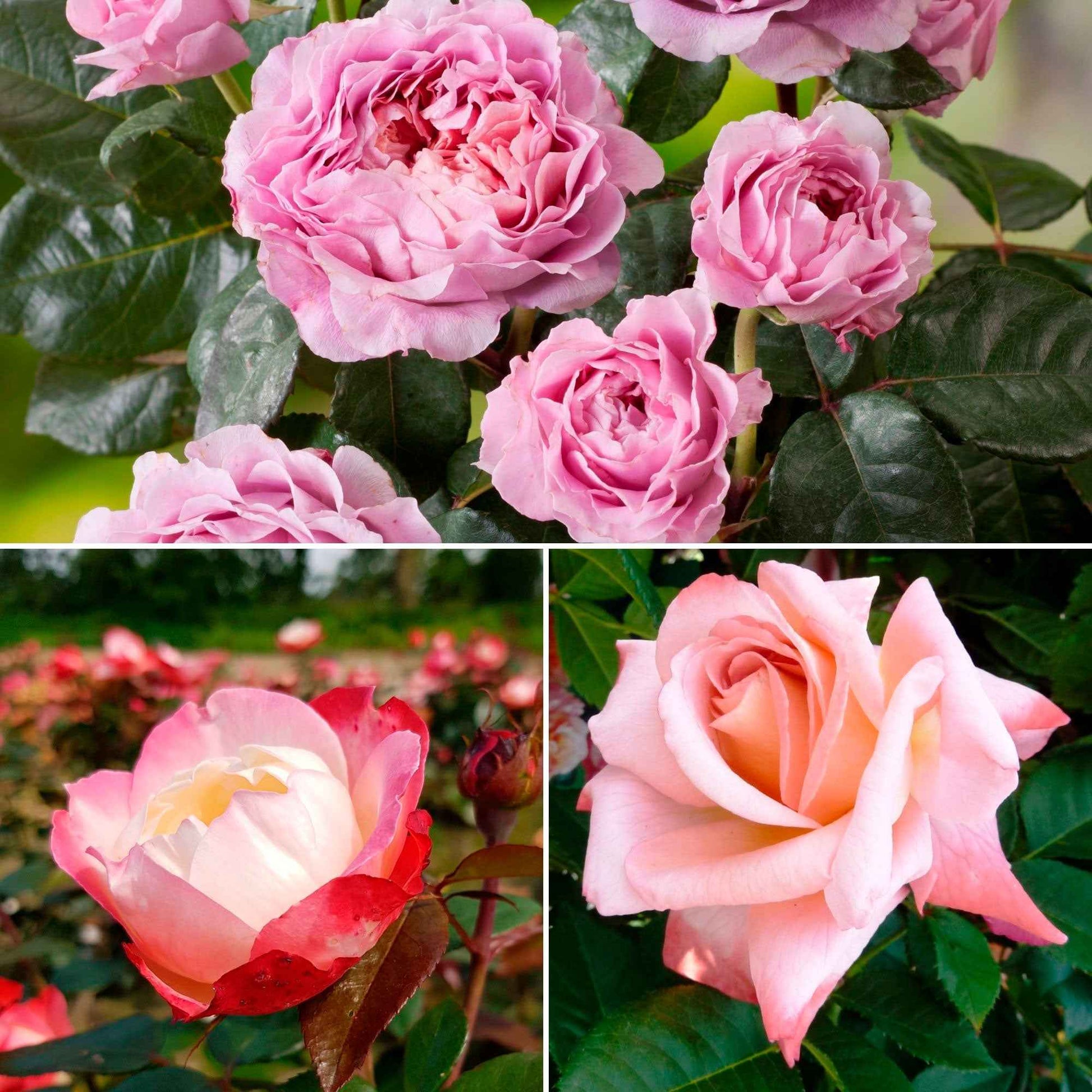 3x Rosier à grandes fleurs Rosa 'Parfum nostalgique'  Mélange de couleurs  - Plants à racines nues - Caractéristiques des plantes