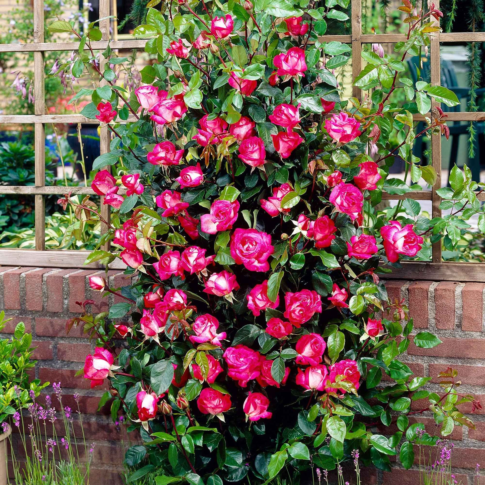 Rosier à grandes fleurs Rosa 'Rose Gaujard' rouge-blanc - Plants à racines nues - Arbustes