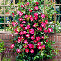 Rosier à grandes fleurs Rosa 'Rose Gaujard' rouge-blanc - Plants à racines nues - Caractéristiques des plantes