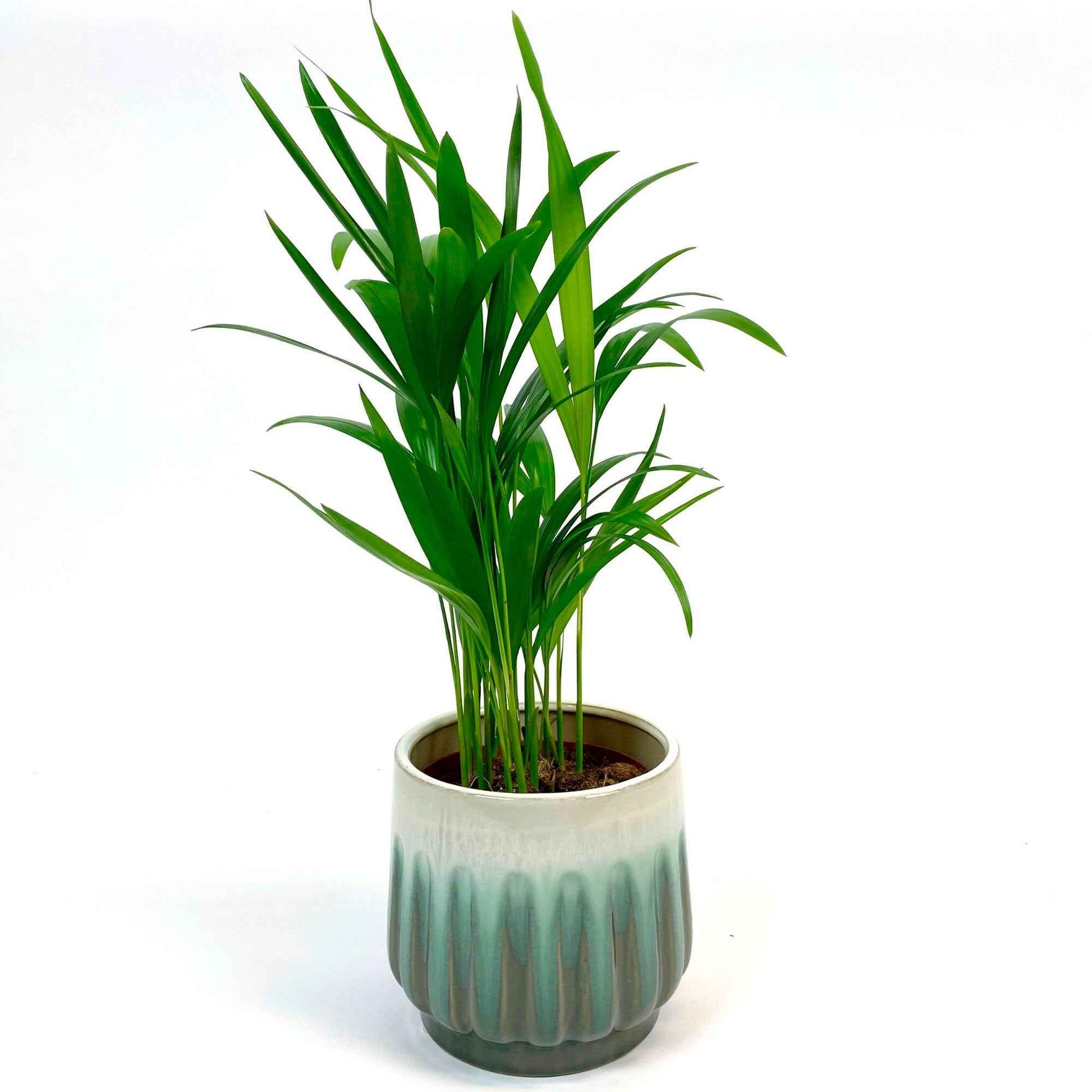 Palmier Areca Dypsis lutescens avec cache-pot bleu - Ensembles de plantes d'intérieur