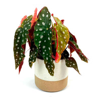 Bégonia à pois Begonia maculata avec pot décoratif - Idées cadeaux