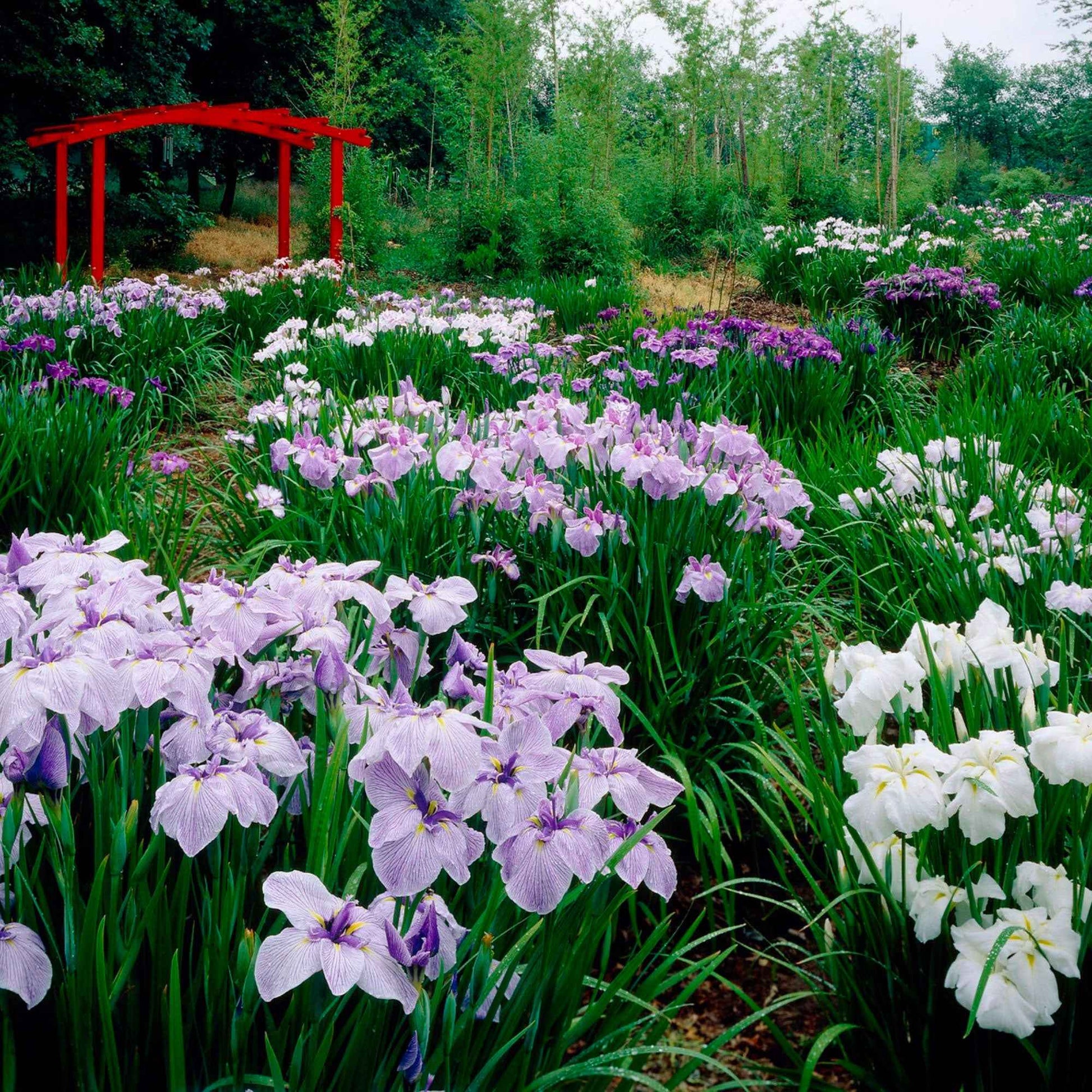3x Iris du Japon ensata - Mélange 'Elegant Flowers' - Arbustes à papillons et plantes mellifères