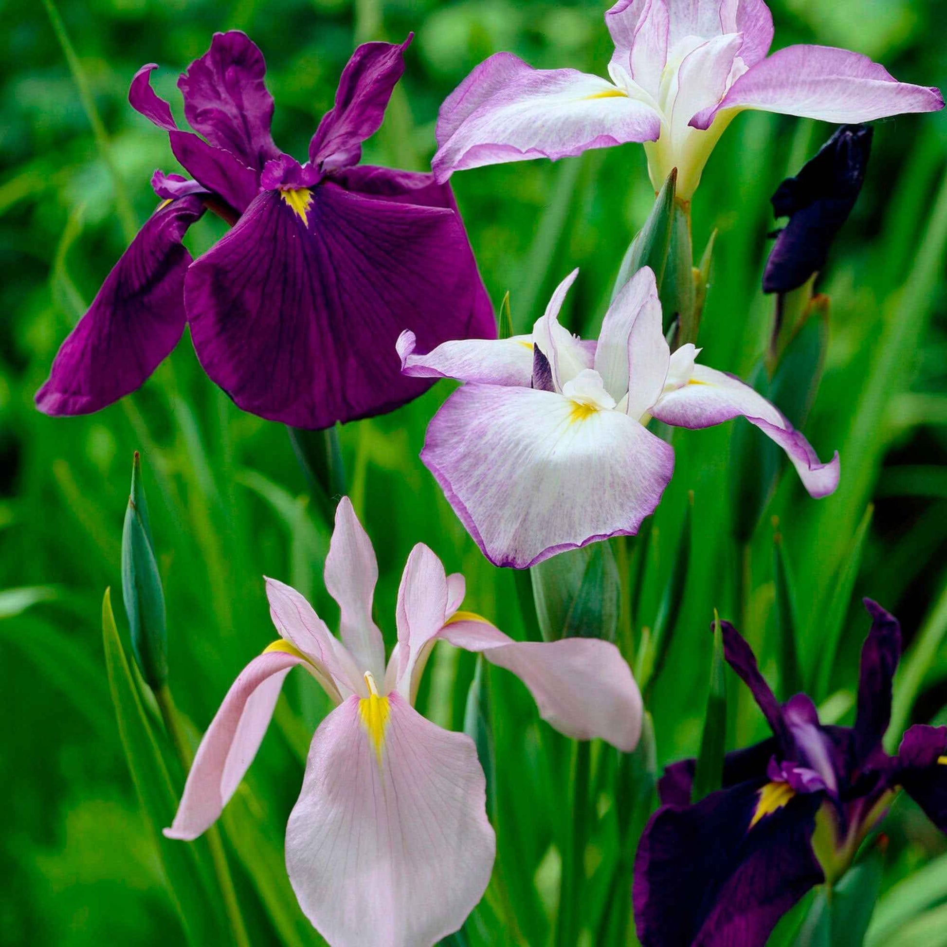 3x Iris du Japon ensata - Mélange 'Elegant Flowers' - Bulbes d'été