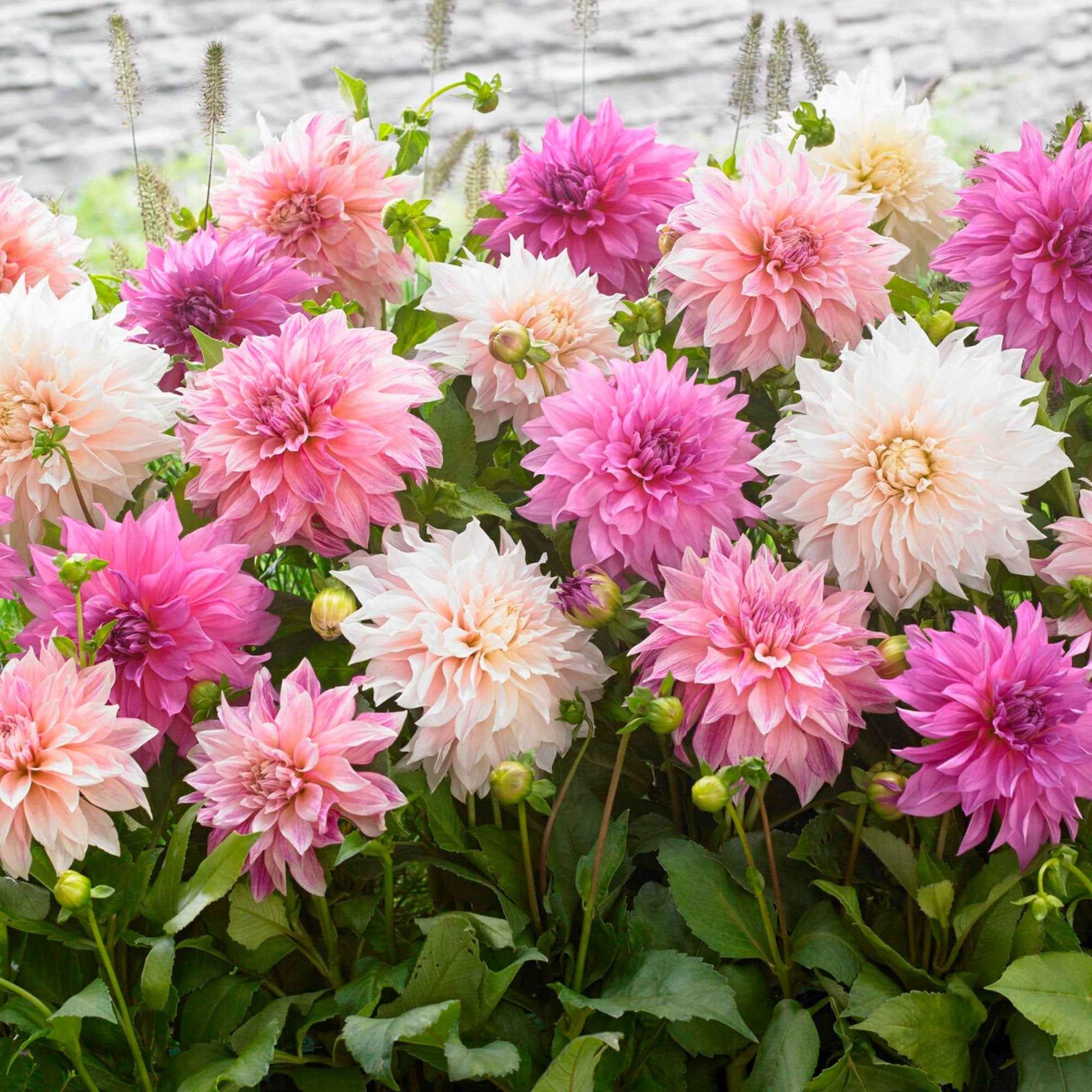 5x Dahlia  'Dinnerplate Garden' Blanc-Violet-Rose - Bulbes de fleurs populaires