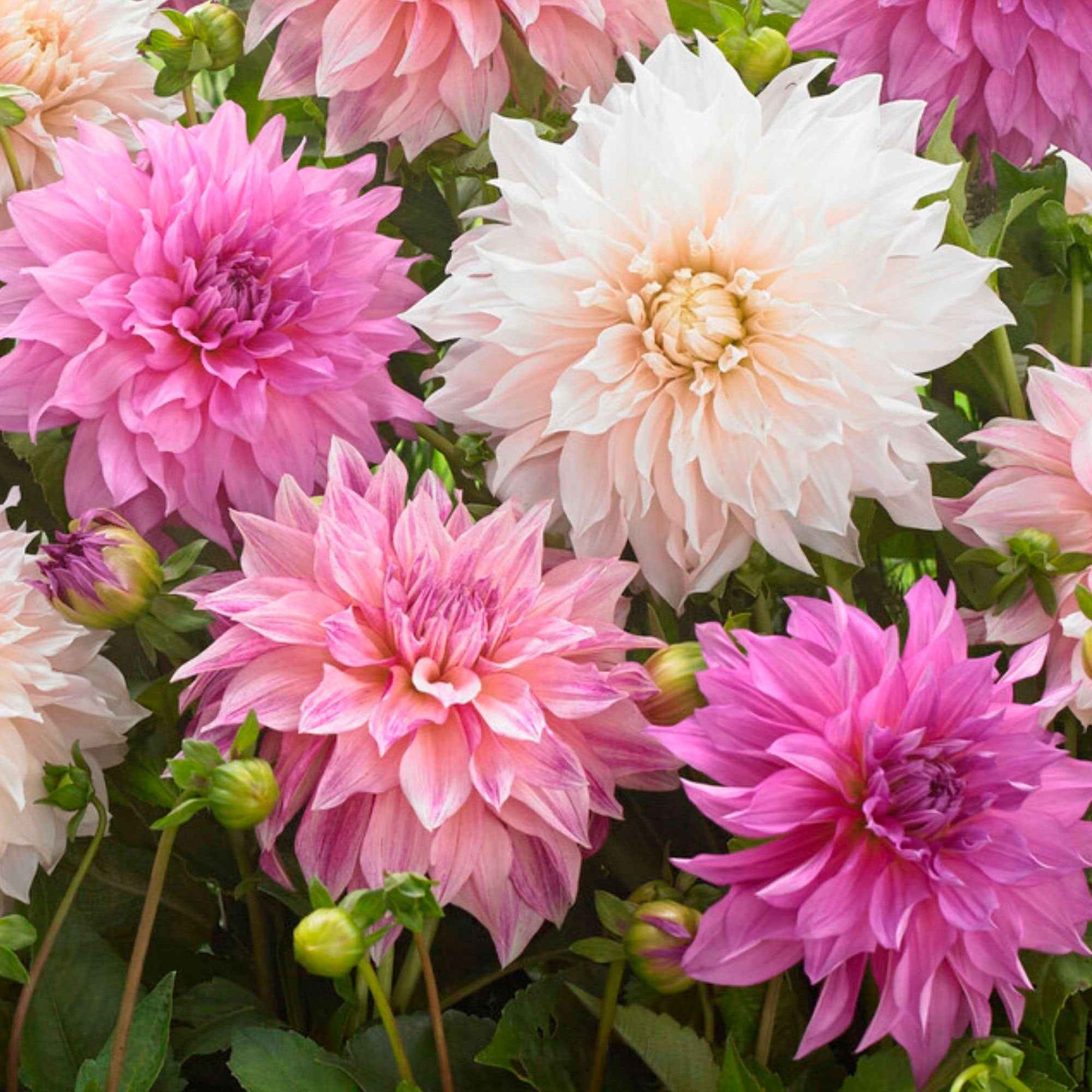 5x Dahlia  'Dinnerplate Garden' Blanc-Violet-Rose - Bulbes à fleurs